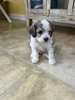 Zack, a male Cockapoo for sale in Monroe, GA – Photo 1 of 2