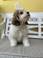 Zack, a male Cockapoo for sale in Monroe, GA – Photo 2 of 3