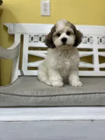 Zack, a male Cockapoo for sale in Monroe, GA – Photo 1 of 3