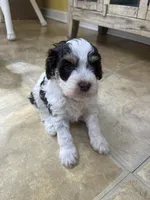 Dixie, a female Cockapoo for sale in Monroe, GA – Photo 1 of 2