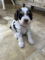 Dixie, a female Cockapoo for sale in Monroe, GA – Photo 2 of 2