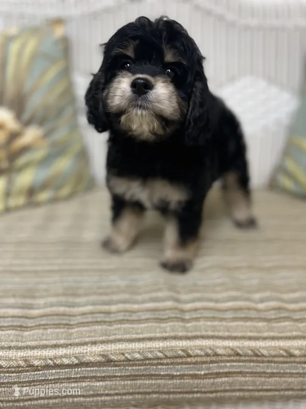 CRICKET, a female Cockapoo for sale in Monroe, GA – Photo 1 of 1