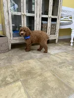 Jasper, a male Cockapoo for sale in Monroe, GA – Photo 3 of 3