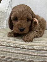 Jasper, a male Cockapoo for sale in Monroe, GA – Photo 1 of 2