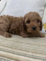Jasper, a male Cockapoo for sale in Monroe, GA – Photo 2 of 2