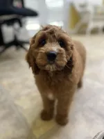 Jasper, a male Cockapoo for sale in Monroe, GA – Photo 2 of 3