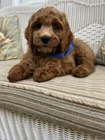 Jasper, a male Cockapoo for sale in Monroe, GA – Photo 1 of 3