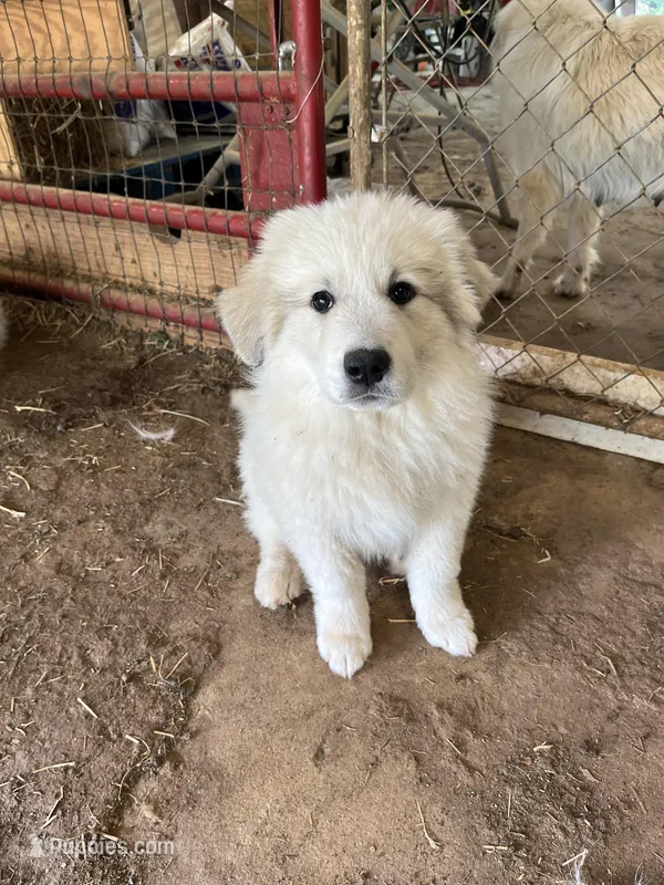 Lilly – Great Pyrenees puppy for sale in Monroe, GA