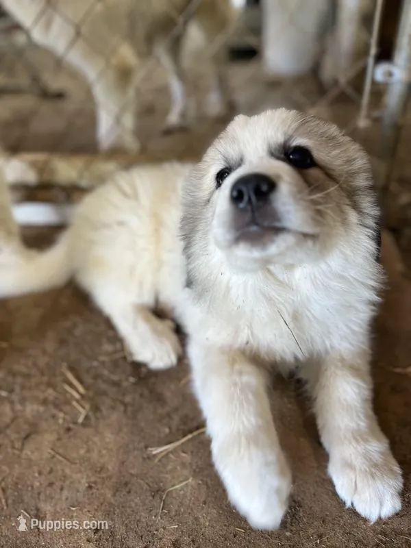JoJo – Great Pyrenees puppy for sale in Monroe, GA