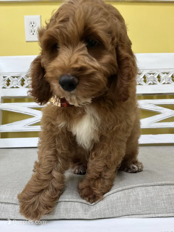 Teddy – Cockapoo puppy for sale in Monroe, GA