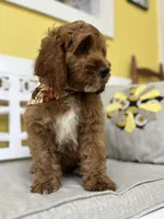 Teddy, a male Cockapoo for sale in Monroe, GA – Photo 2 of 2