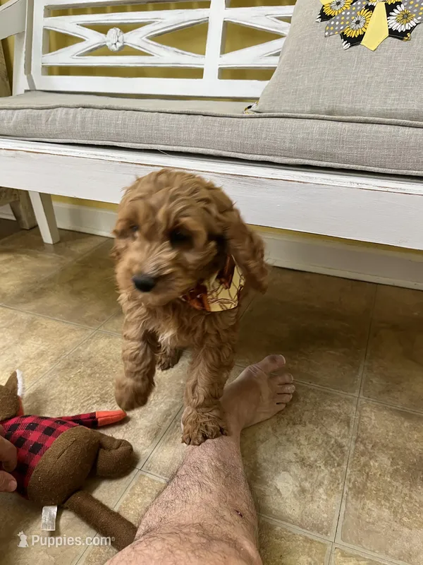 Milo – Cockapoo puppy for sale in Monroe, GA
