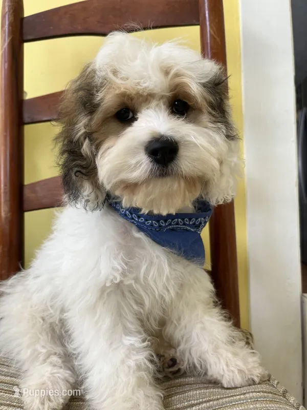 Skippy – Cockapoo puppy for sale in Monroe, GA