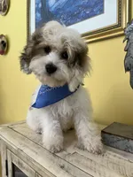 Skippy, a male Cockapoo for sale in Monroe, GA – Photo 2 of 2