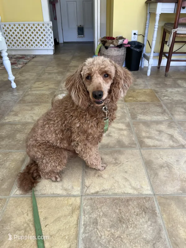 Pickles – Poodle - Miniature  puppy for sale in Monroe, GA