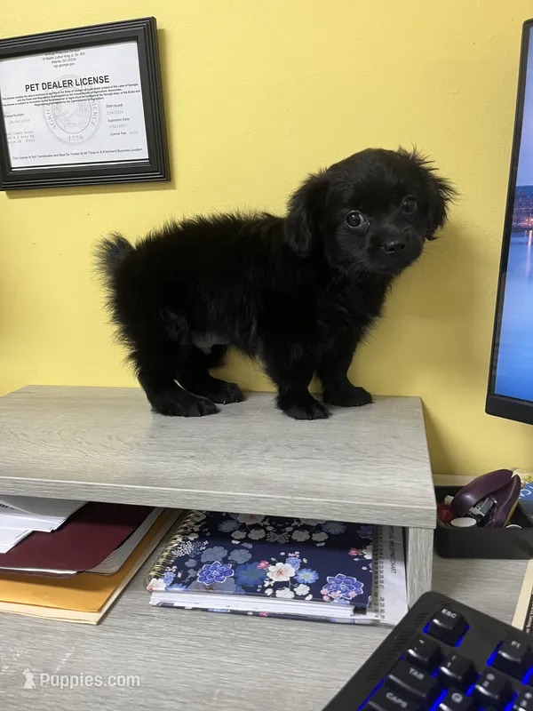 Onyx  – Shihpoo puppy for sale in Monroe, GA