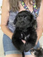 Onyx , a male Shihpoo for sale in Monroe, GA – 2 of 3