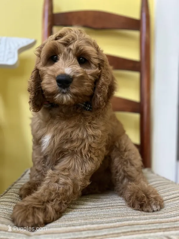 Theo – Cockapoo puppy for sale in Monroe, GA