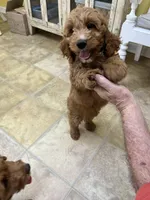 Theo, a male Cockapoo for sale in Monroe, GA – Photo 2 of 3