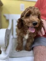 Theo, a male Cockapoo for sale in Monroe, GA – Photo 1 of 3