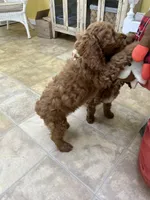 Theo, a male Cockapoo for sale in Monroe, GA – Photo 3 of 3