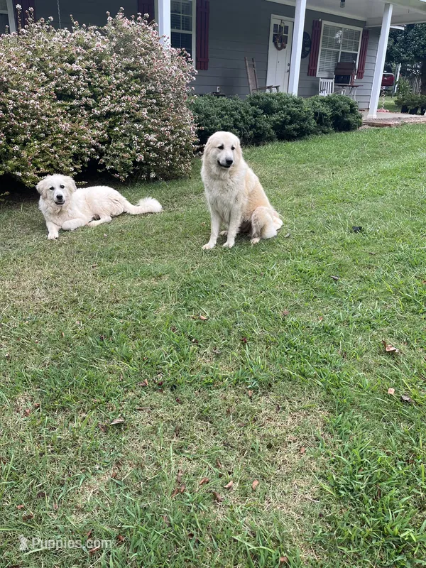 Molly – Great Pyrenees puppy for sale in Monroe, GA