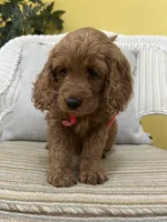 Evie, a female Cockapoo for sale in Monroe, GA – Photo 1 of 2