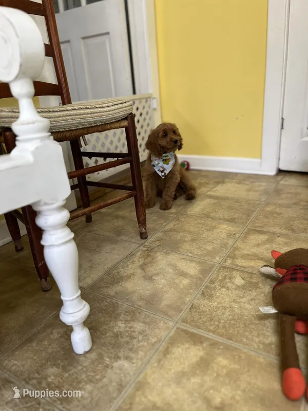 Evie – Cockapoo puppy for sale in Monroe, GA