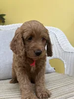 Evie, a female Cockapoo for sale in Monroe, GA – Photo 2 of 2