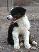 Black tri male, a male Australian Shepherd for sale in Wittmann, AZ – 2 of 4