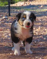 Black tri girl with blue eyes 2, a female Australian Shepherd for sale in Wittmann, AZ – 1 of 3