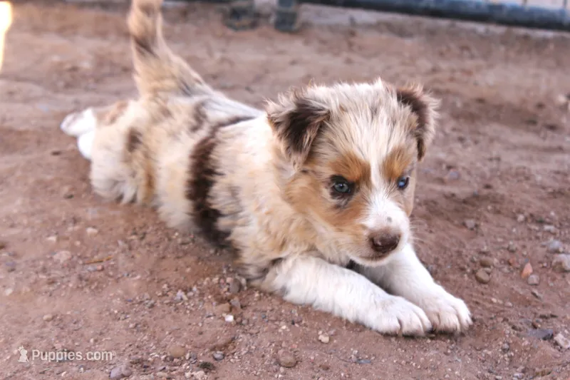 Red merle male marble eyes – Australian Cattle Dog, Miniature Australian Shepherd puppy for sale in Wittmann, AZ