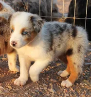 Blue merle girl blue eyes 1, a female Australian Shepherd for sale in Wittmann, AZ – 5 of 9