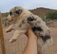Blue merle girl, a female Australian Shepherd for sale in Wittmann, AZ – 2 of 2