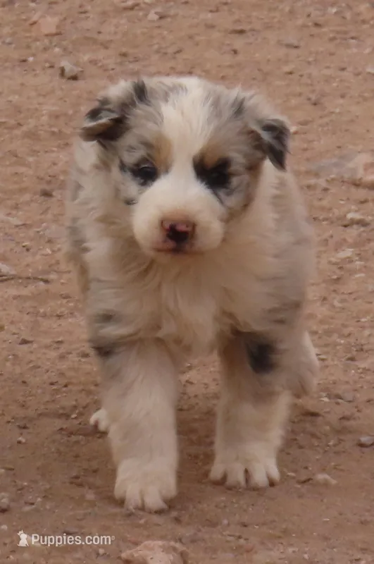 Blue merle girl – Australian Shepherd puppy for sale in Wittmann, AZ