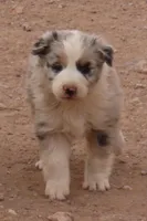 Blue merle girl, a female Australian Shepherd for sale in Wittmann, AZ – 1 of 2