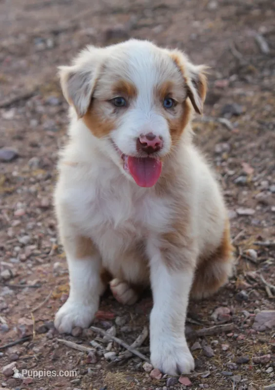 Red merle male one blue eye – Australian Shepherd puppy for sale in Wittmann, AZ