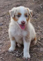 Red merle male one blue eye, a male Australian Shepherd for sale in Wittmann, AZ – 1 of 5