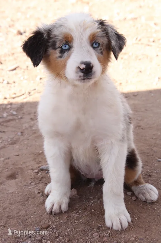 Blue merle girl blue eyes 3 – Australian Shepherd puppy for sale in Wittmann, AZ