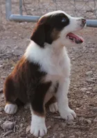 Red tri male with blue eyes, a male Australian Shepherd for sale in Wittmann, AZ – 3 of 4