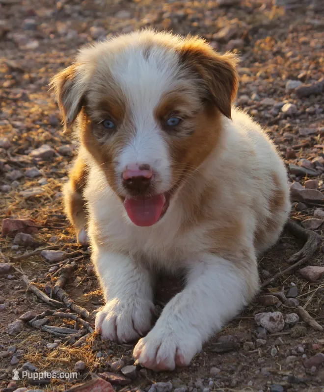 Red merle male with blue eyes – Australian Shepherd puppy for sale in Wittmann, AZ