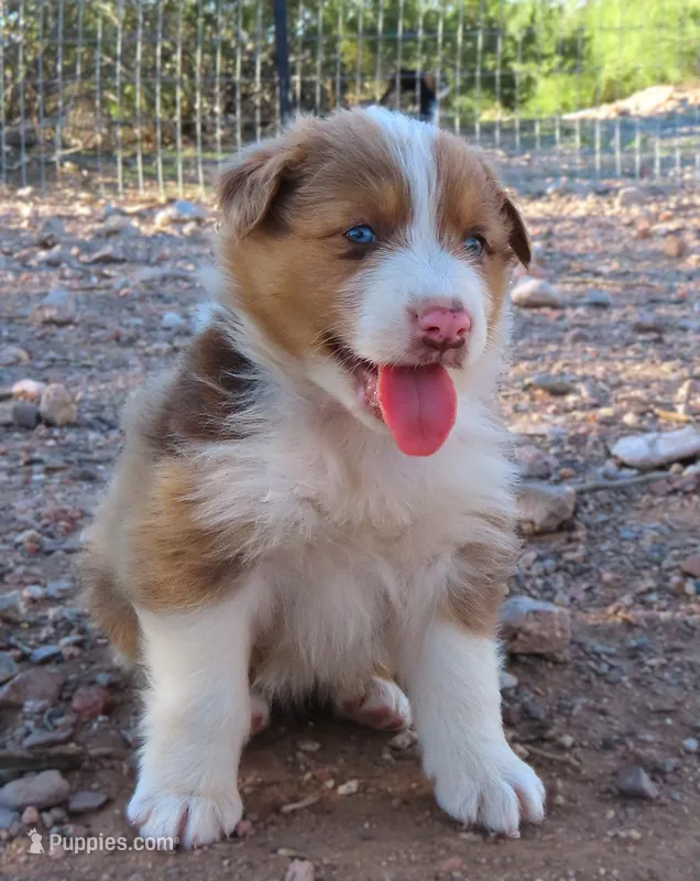 Red merle male 1.5 blue eyes – Australian Shepherd puppy for sale in Wittmann, AZ