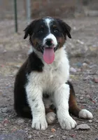 Black tri male, a male Australian Shepherd for sale in Wittmann, AZ – 3 of 4