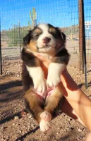 Black tri male, a male Australian Shepherd for sale in Wittmann, AZ – 2 of 2