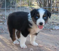 Black tri girl with blue eyes 2, a female Australian Shepherd for sale in Wittmann, AZ – 3 of 3