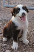 Red tri male with blue eyes, a male Australian Shepherd for sale in Wittmann, AZ – 1 of 4