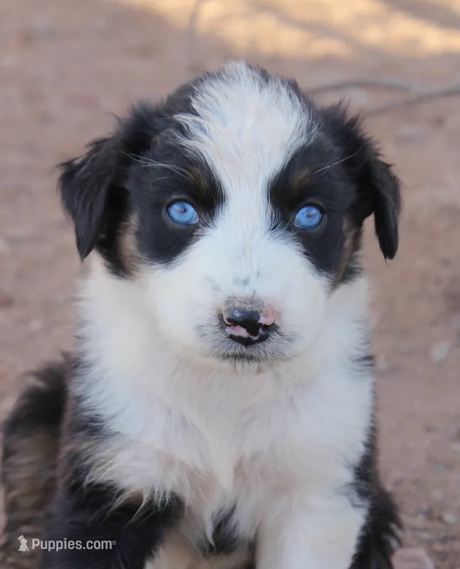 Black tri girl with blue eyes – Australian Shepherd puppy for sale in Wittmann, AZ