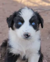 Black tri girl with blue eyes, a female Australian Shepherd for sale in Wittmann, AZ – 1 of 3