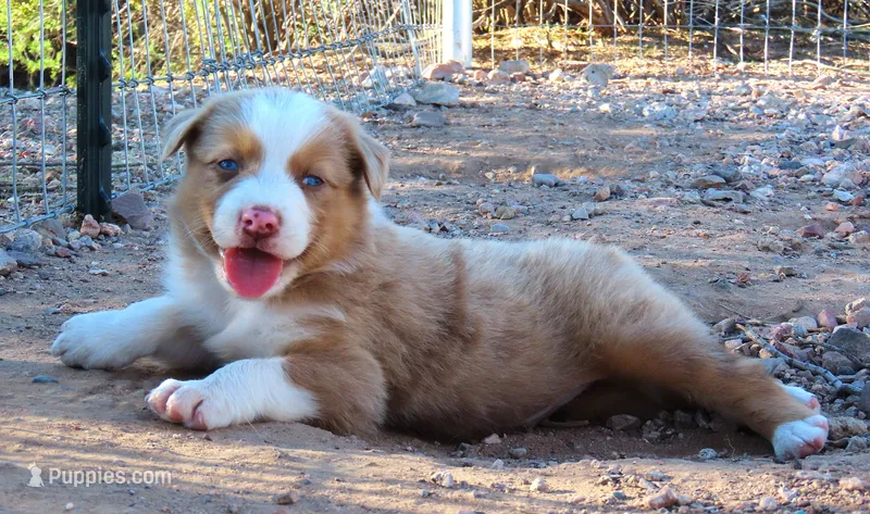 Red merle male blue eyes – Australian Shepherd puppy for sale in Wittmann, AZ