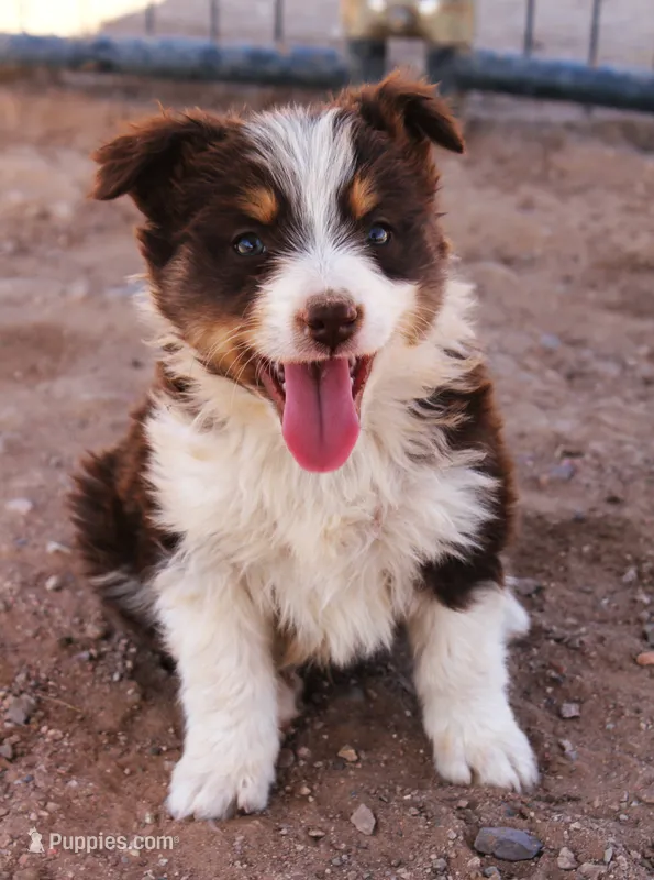 Red tri male with tail – Australian Cattle Dog, Miniature Australian Shepherd puppy for sale in Wittmann, AZ